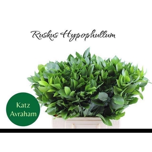 RUSCUS HYPOPHYLLUM