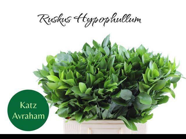 <h4>RUSCUS HYPOPHYLLUM</h4>