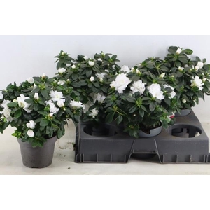 Rhodo Si Witte Vogel