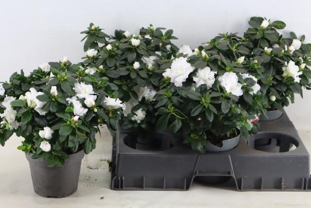 <h4>Rhodo Si Witte Vogel</h4>