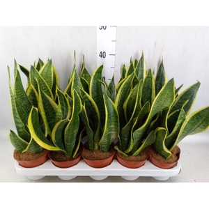 Sansevieria trifa. 'Futura Superba'