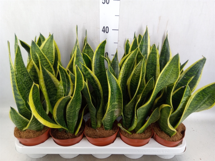 Sansevieria trifa. 'Futura Superba'