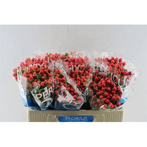 Hyp Coco Rio Red