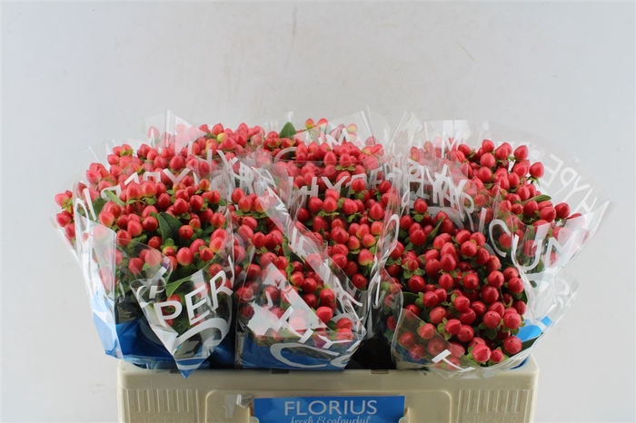 <h4>Hyp Coco Rio Red</h4>