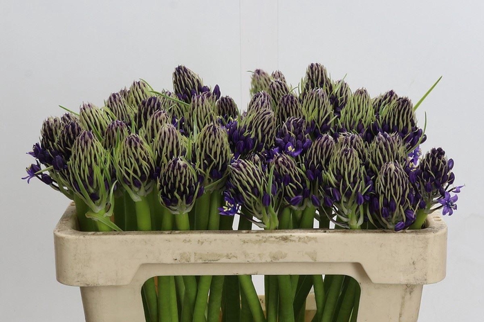 <h4>Scilla peruviana</h4>