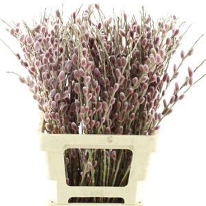 Salix G Pink Cushion