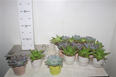 <h4>Arr Succulenten In Keramiek Pot</h4>