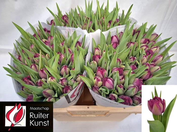 <h4>TU DU BLUE DIAMOND</h4>