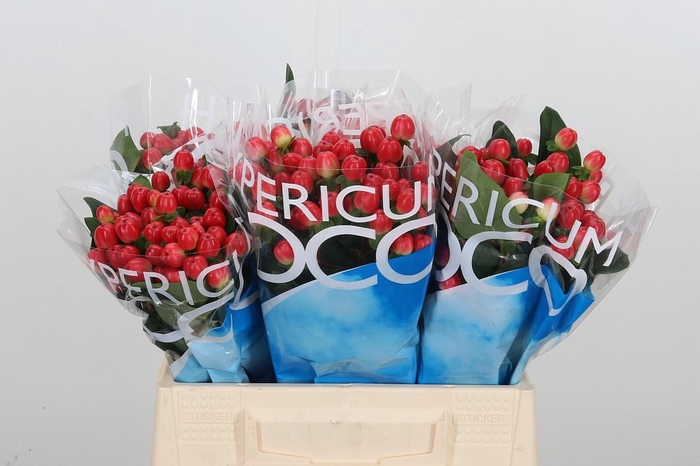 <h4>Hyp Coco Tango</h4>