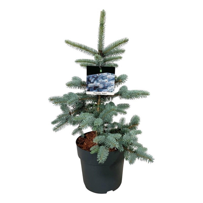 <h4>Picea pung. 'Hoopsii'</h4>