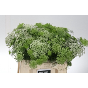 Ammi Visnaga Nl 60