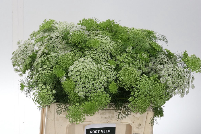 <h4>Ammi Visnaga Nl 60</h4>