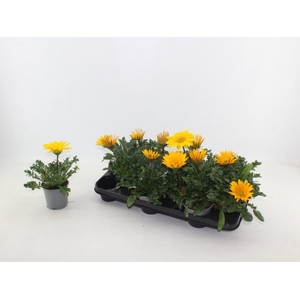 Gazania rig. 'Gazoo Clear Yellow'