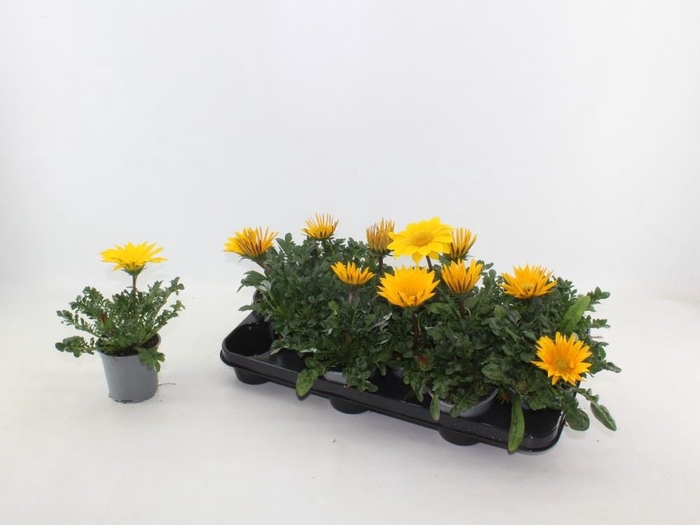 <h4>Gazania rig. 'Gazoo Clear Yellow'</h4>