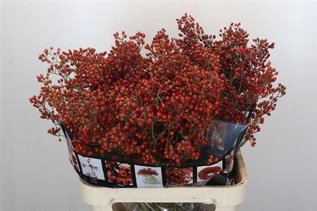 <h4>Rosa Aut Rosefruits 60cm</h4>