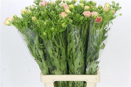 <h4>Ranunculus Magical Mascarpone</h4>