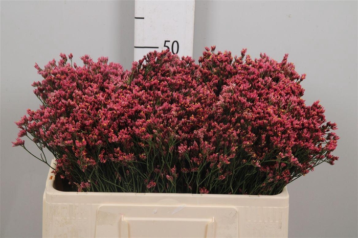 <h4>Lim Sin Max Diamond</h4>