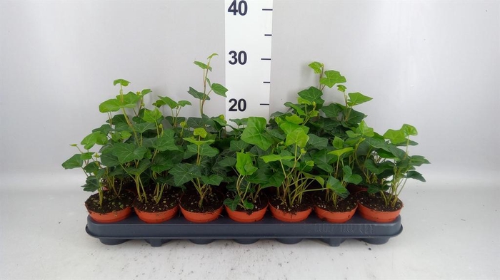 <h4>Hedera hibernica</h4>