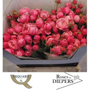 R Tr Silva Pink Diepers