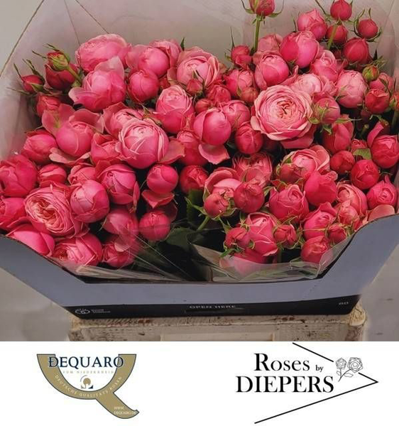<h4>R Tr Silva Pink Diepers</h4>