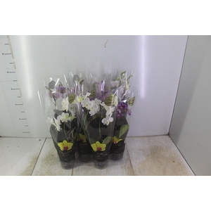 PHALAENOPSIS MINI P09 2 HT PREMIUM
