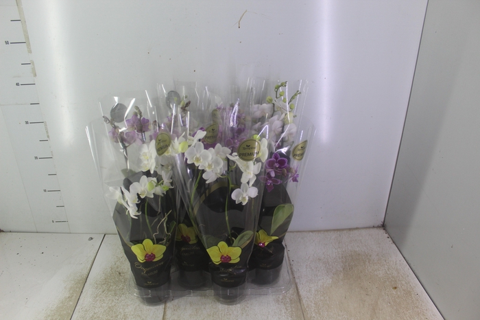 <h4>PHALAENOPSIS MINI P09 2 HT PREMIUM</h4>