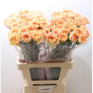 DI ST MONNALISA ORAN