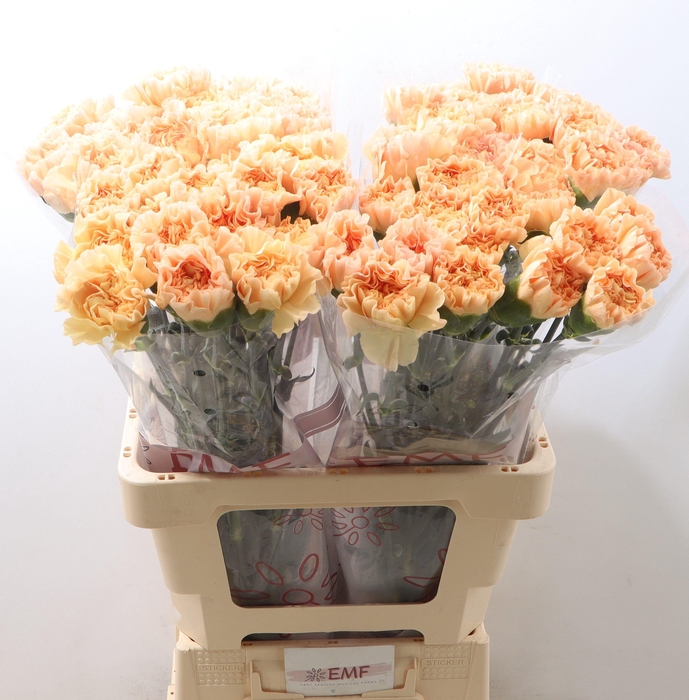 <h4>DI ST MONNALISA ORAN</h4>