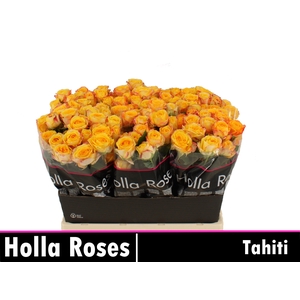 R TR TAHITI