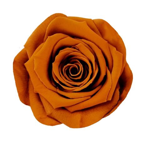 <h4>PRESERVED ROSA LL CLY 01</h4>