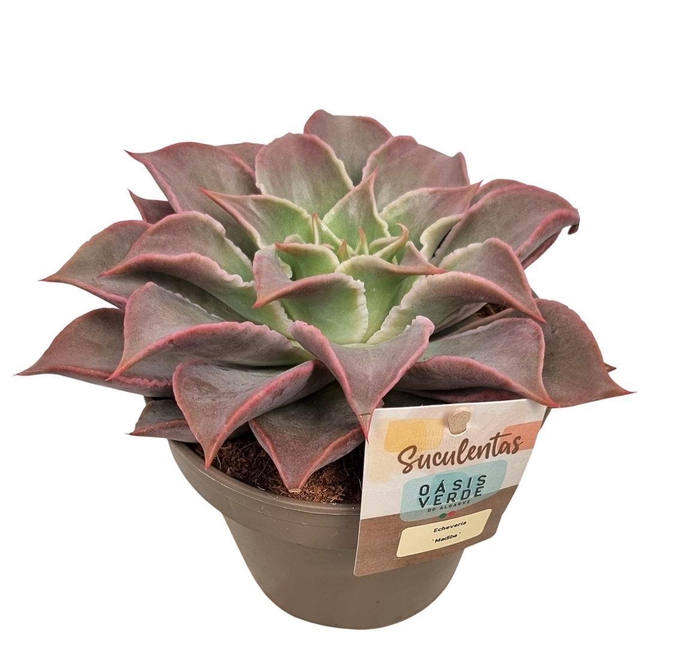 <h4>Echeveria Madiba</h4>