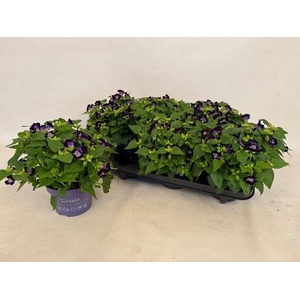 TORENIA KAUAI D BLUE