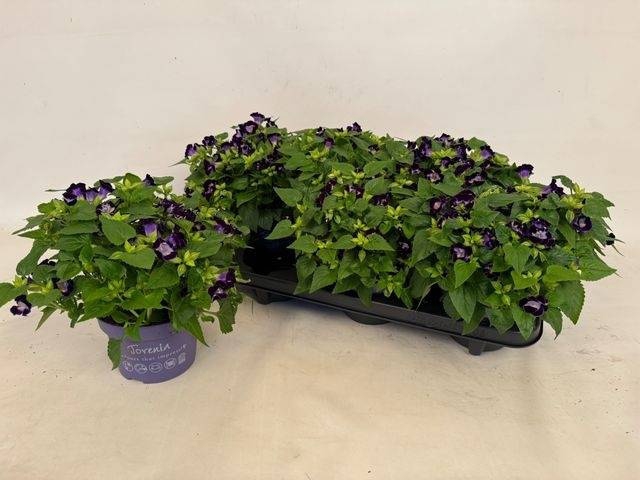 <h4>TORENIA KAUAI D BLUE</h4>