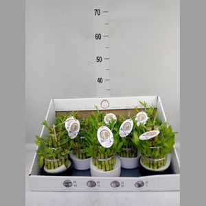 Dracaena sand. 'Lucky Bamboo' ..pyr