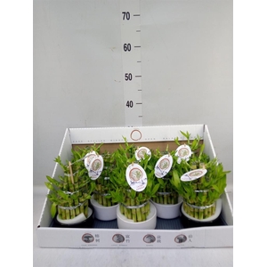 Dracaena sand. 'Lucky Bamboo' ..pyr