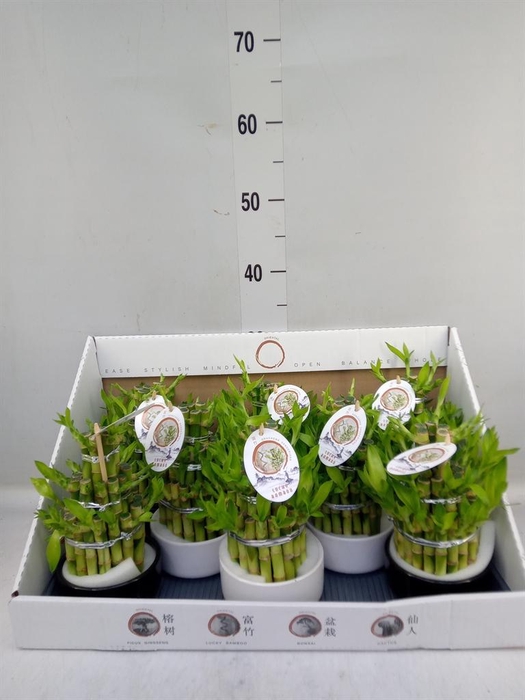 <h4>Dracaena sand. 'Lucky Bamboo' ..pyr</h4>