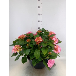 Hydrangea mac. 'MyBeau Ave'