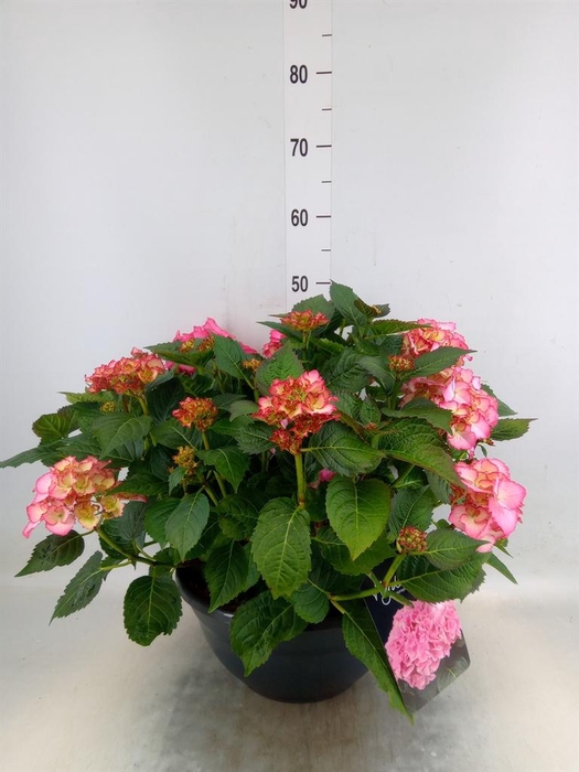 <h4>Hydrangea mac. 'MyBeau Ave'</h4>