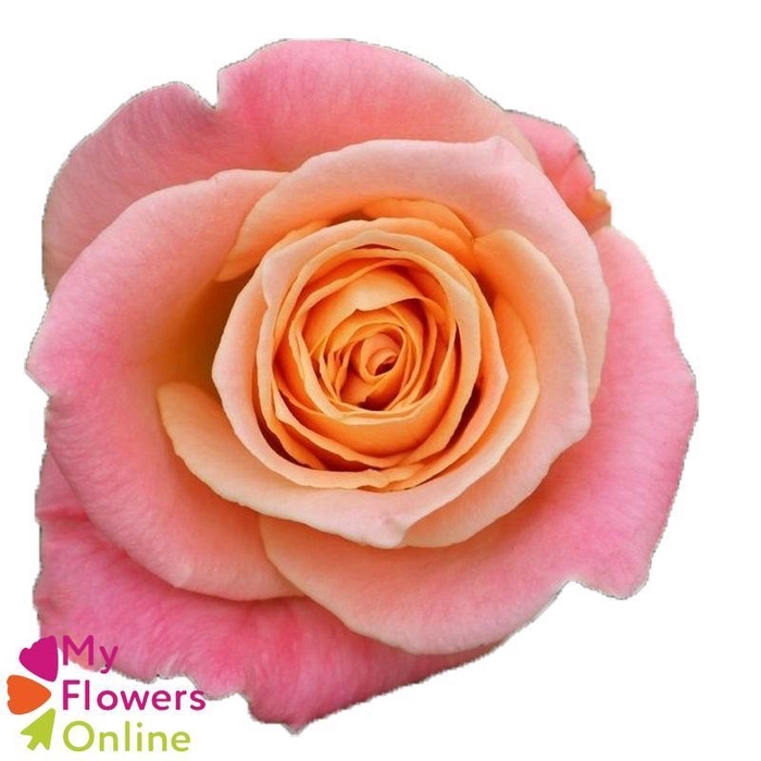 <h4>R Gr Miss Piggy Bicolor 50cm EC</h4>