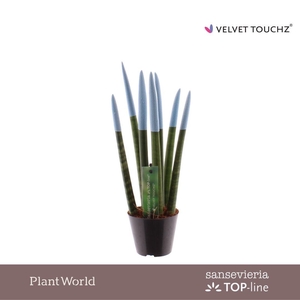 Sansevieria VELVET TOUCHZ® Pastel Blauw