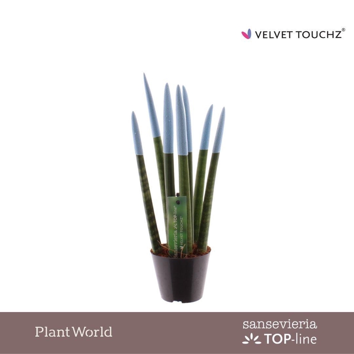 <h4>Sansevieria VELVET TOUCHZ® Pastel Blauw</h4>