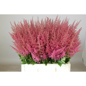 Astilbe Else Schluck