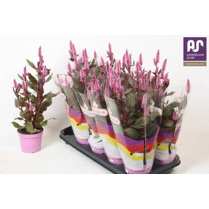 CEL MERIDA PINK
