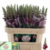 Antirrhinum Maryland Red