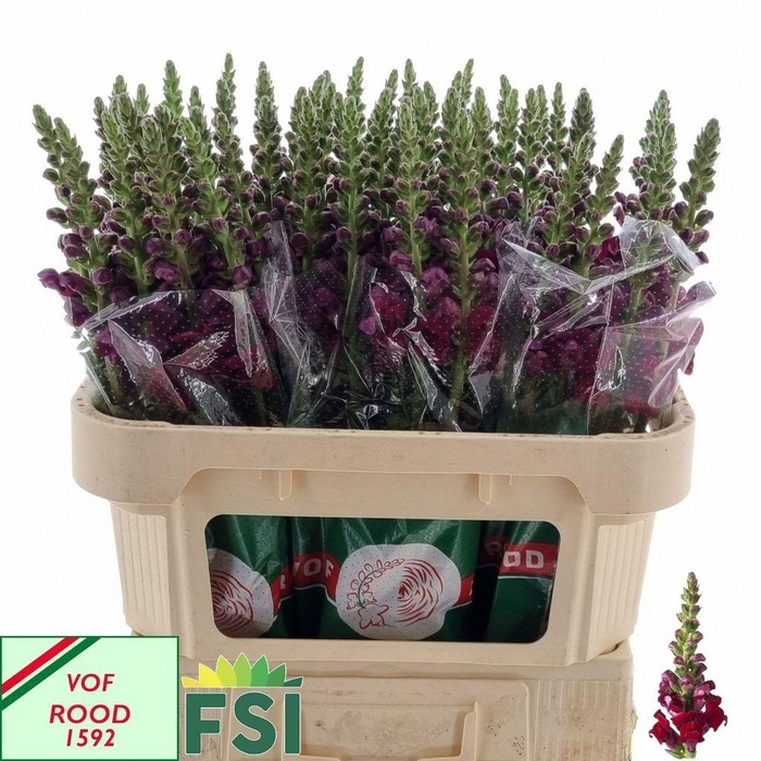 <h4>Antirrhinum Maryland Red</h4>