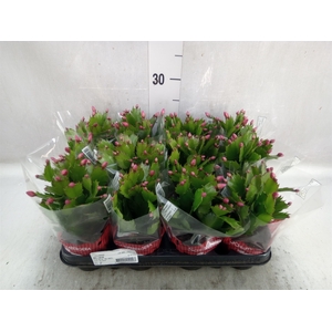 Schlumbergera   ...