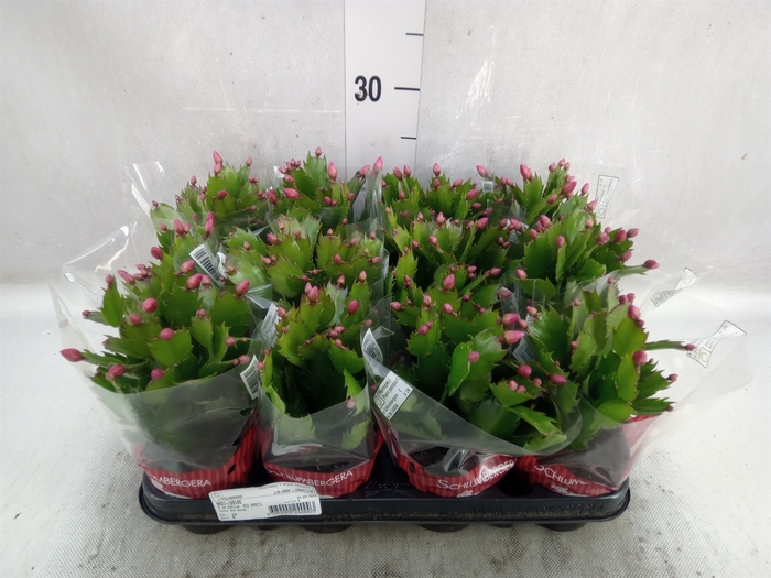 <h4>Schlumbergera   ...</h4>