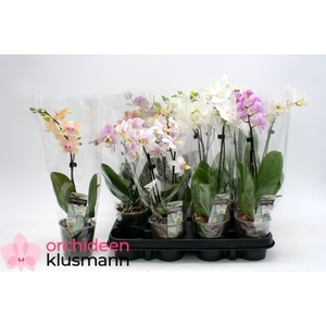 PHAL GEM
