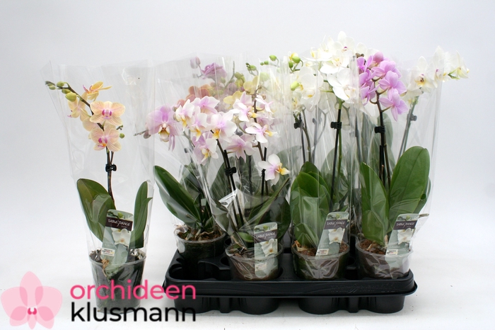 <h4>PHAL GEM</h4>