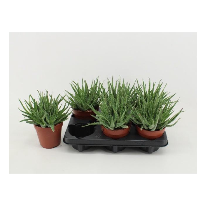 <h4>ALOE ARBORESCENS</h4>